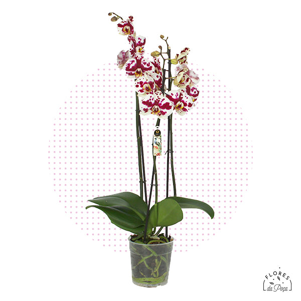 Phalaenopsis Bonito