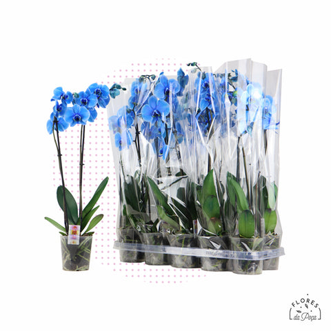 Phalaenopsis Azul