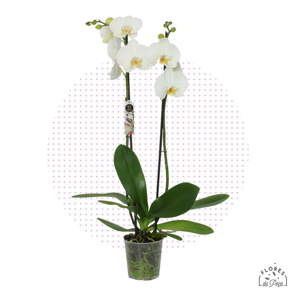 Phalaenopsis Bonito